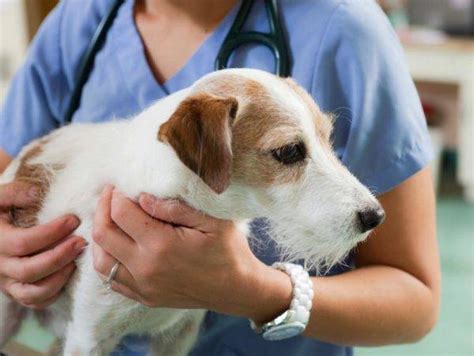 лечение на артроза при кучета: